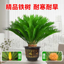 铁树盆栽公母一对大型龙铁树绿植老桩盆景客厅室内大门口工程批发
