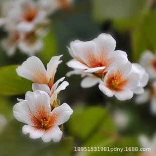 ����ͩ�͘�Nֲ��ͩ�Ә�N���άF����ͩ����ͥԺ���@��������