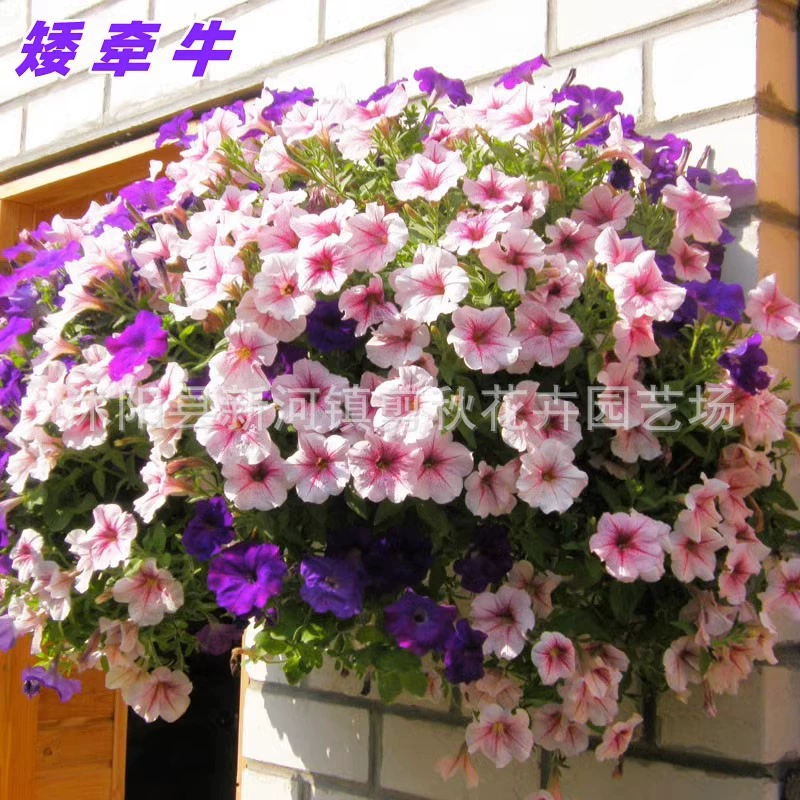 Семена Петунии Висячие Цветов Сад Балкон Петуния Тортуана Утренняя Слава Семена Цветов