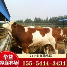 江西哪有改良肉牛 江西西門塔爾牛犢養殖成本魯西黃牛養殖場