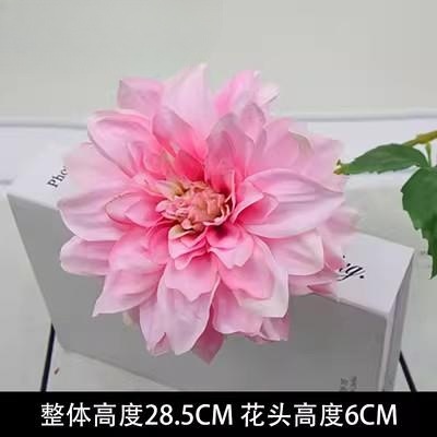 Single dahlia