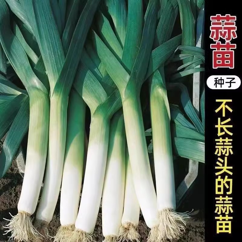韭葱类主图2