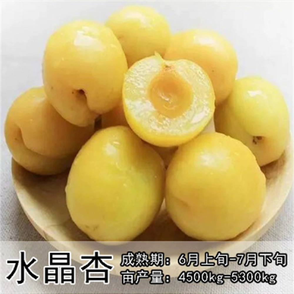 Саженцы абрикоса кристаллического, красный абрикос, саженцы абрикоса-сливы из Синьцзяна, красный абрикос-слива, сладкий плод, в горшках, для двора, морозостойкие, дают урожай в том же году