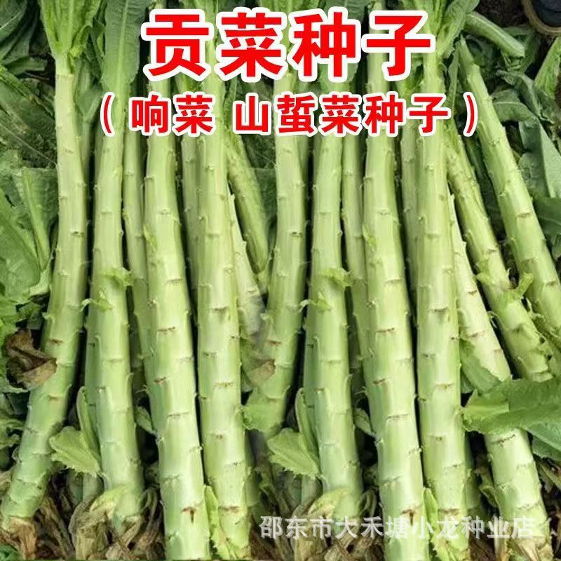 Palace tribute vegetable seeds mountain sting vegetable ring vegetable seeds four seasons high yield cold and heat resistance vegetable seeds rapeseed vegetable seeds