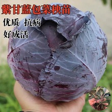 �ϸ��{���������G���{��ײ����m���׻��������ﶬ�ͺ��߲�����