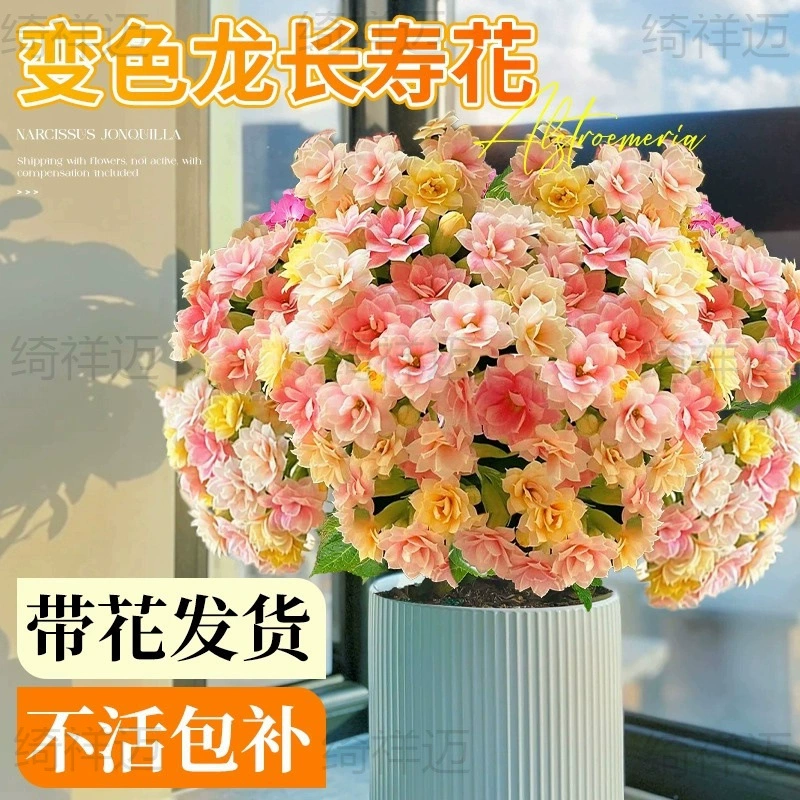 Новое долговечное растение в горшке с крупными цветками и бутонами, цветущими в любое время года, двуцветковые рассады, хамелеон, драгоценные морозостойкие цветы.