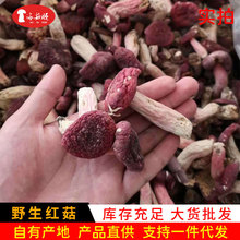 红菇菌云南特产菌菇干货煲汤食材产地货源批发代发500g红蘑菇野生