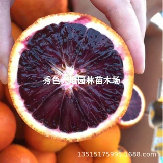 新品种赣南脐橙苗纽荷尔脐橙苗嫁接橙子苗赣南纽荷尔脐橙树苗果树