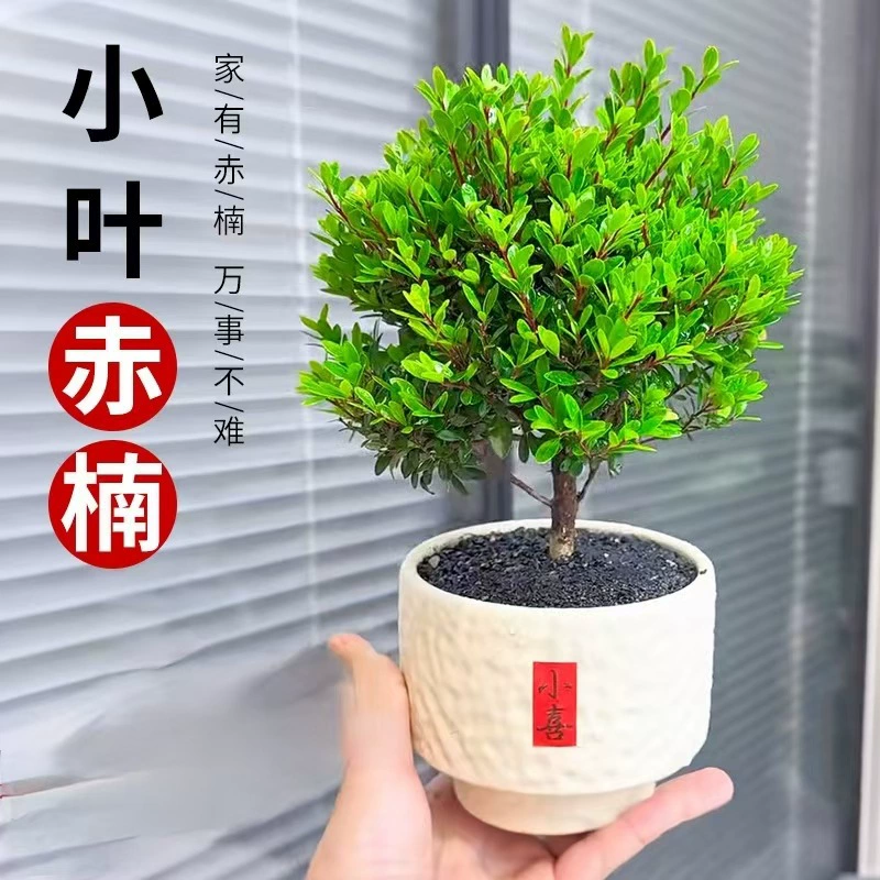Маленький листовой красный нан зеленый цветок в горшке золотой нан дерево бонсай старый сучок саженец офисное украшение интерьера цветок растение процветания.