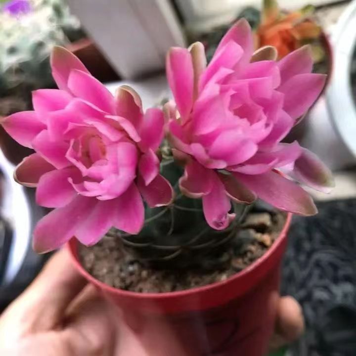 Flor de jade cactus florece en todas las estaciones, embellece el aire, el balcón, la sala de estar, la oficina, las plantas verdes, las flores en macetas