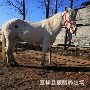 �V���ό������T���R�ɹ��RС�R�����T���R��Ѫ�R��Ѫ�R�±����R