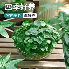 铜钱草水培植物大叶水栽鱼缸水养绿植金钱草小水草客厅室内外花卉