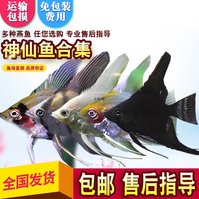 鱼七彩天使鱼秘鲁燕鱼苗热带观赏鱼熊猫云石黑白活体宠物包活