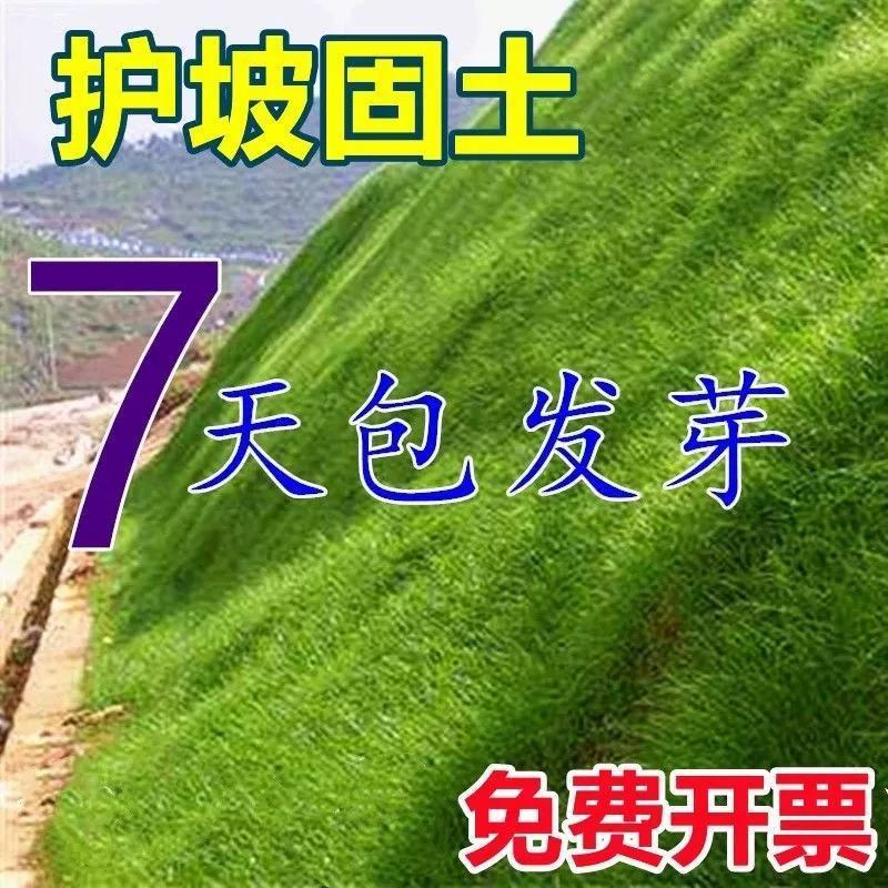 Импортированные семена травы для защиты склонов для фиксации почвы, вечнозеленые растения круглый год, засухоустойчивые растения, засухоустойчивые семена для зеленения и растения, устойчивые к газону.