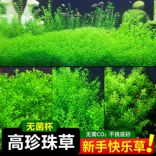 �o�����ձ�������ˮ��ֲ�����B�~���쾰���ǰ�к󾰃�ˮ���~��ƺ