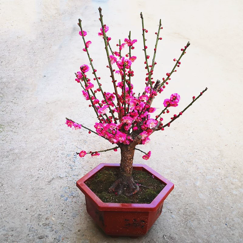 Цветение сливы Бонсай Родной киноварь Сливовый горшок Старый ворс Рассада Красной сливы Морозостойкое цветочное растение Комнатный цветок Балкон Двор