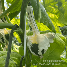 天鹅观赏南瓜种子观赏南瓜籽特色玩具小南瓜蔬菜庭院观赏四季迷你