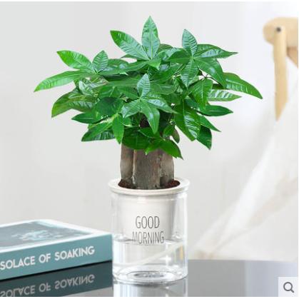 Three-pole money tree [good morning basin]