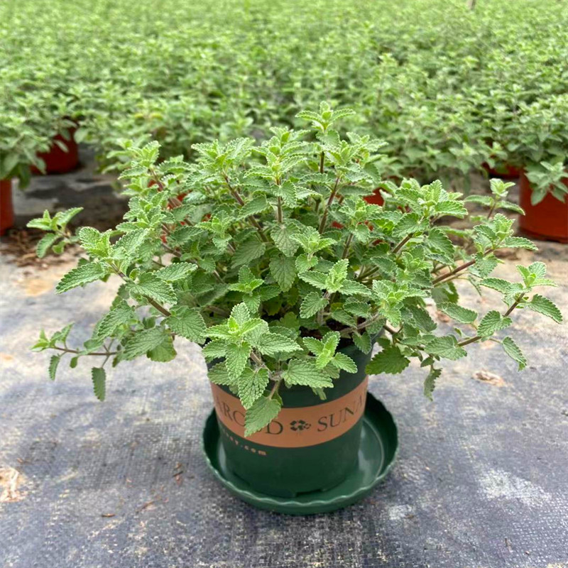 Planta de menta fresca comestible hoja de menta planta de jardín interior mosquitos repelente plantas de menta para gatos flores verdes