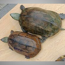 ������������A�����𾀰�������H����ؔ�S��լ����