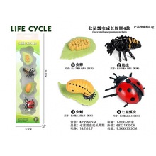亚马逊跨境仿真七星瓢虫成长周期昆虫动物标本模型套装小学生玩具