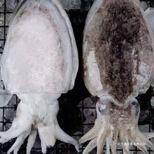 墨鱼东海鲜冻大墨鱼野生海捕墨鱼仔超大目鱼墨斗鱼大乌贼群木全年