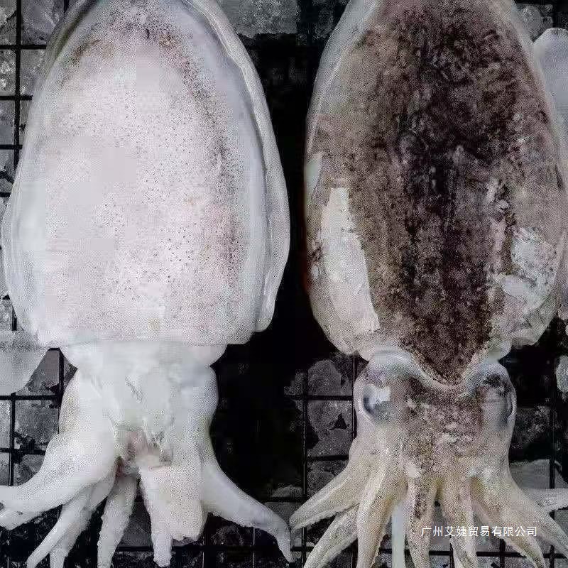 墨鱼东海鲜冻大墨鱼野生海捕墨鱼仔超大目鱼墨斗鱼大乌贼群木全年