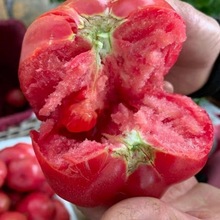 西紅柿5斤裝山東壽光普羅旺斯生吃新鮮沙瓤自然熟水果番茄粉柿1斤