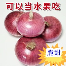 新鲜紫皮水果洋葱5斤小洋葱甜味生吃蔬菜不辣红皮大圆葱头批发