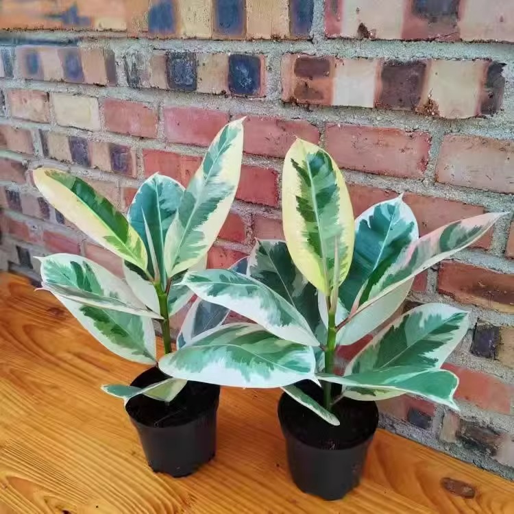 Potted Ficus Elastica for Indoor Use, Absorbs Formaldehyde, Easy to Care For, Black Rubber Tree for Living Room, Colorful Red Guan Gong Rubber Tree