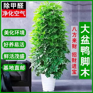 Large Potted Plant in the Living Room of Duck Foot Wood. Indoor Eight-Way Duck Foot Wood and Seven-Leaf Lotus Plant Purifies the Air and Is Good for Raising Green Plants