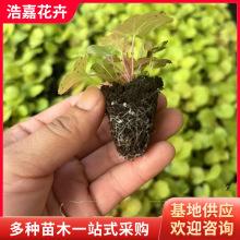 ��ɫ�\��Ѩ�P�绨��ֲ������ ���ݻ��ؾG����ľ �\��С��Ѩ����