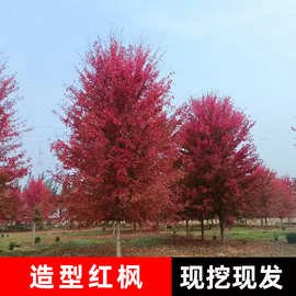 美国红枫树苗三季红日本红枫红舞姬庭院别墅四季红地栽中国红枫树