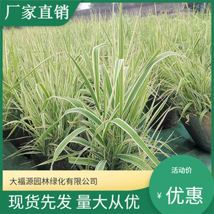 [Base Wholesale] Flower Border Ornamental Grass, Jade Grass, Wetland Landscaping Jade Grass, Engineering Greening Seedlings