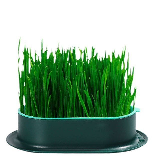hierba de gato semilla de trigo en maceta semilla de cultivo de plántulas sin suelo cultivo de agua hierba de lana gatos menta auto-cultivado bocadillos para gatos jóvenes