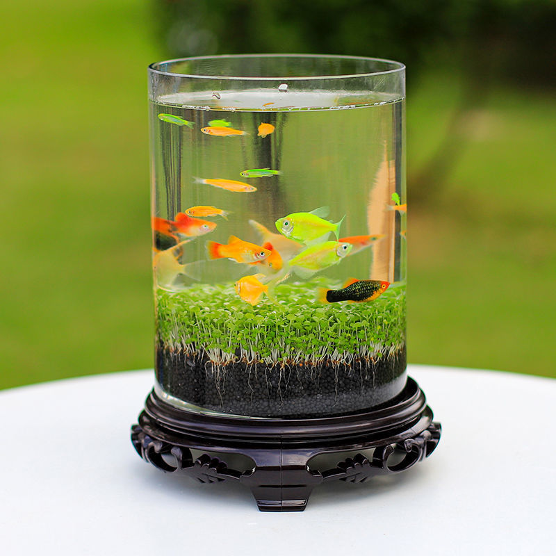 微景观玻璃瓶创意桌面生态鱼瓶鱼缸圆形玻璃水培绿植套装造景鱼瓶