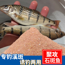 聚攻石斑鱼饵料湖库野钓溪鱼饵鱼料溪石班鱼石斑光唇鱼货源稳定