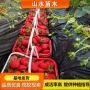 种植七号四季红颜草莓苗