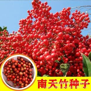 ������N�ӄe�Q�����üt�����ﶬ�~ɫ׃�t�^�~�^�����GС��ľ�N��