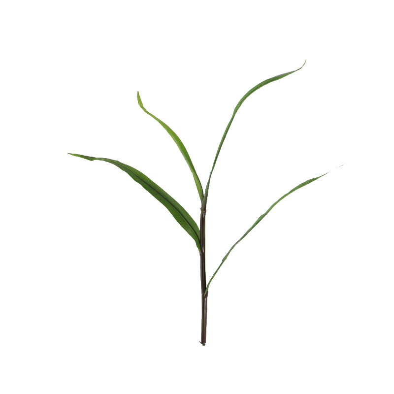 XRB-082 玉米苗 (2).jpg