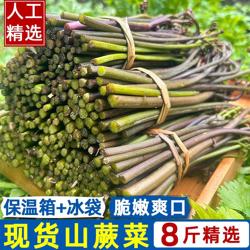 蕨菜新鲜野生新鲜当季野菜水蕨菜龙爪菜山蕨菜8斤饭菜青蕨