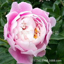 ��ș�N���ذ�������׷N���ܷN�Ӳ���ĵ�����N���ļ����׷N��