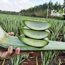 【新鲜】库拉索芦荟叶食用蔬菜叶片包邮特惠制肴佳选精品叶片