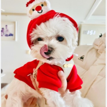 Sudadera para perro y gato, otoño e invierno, nuevo peluche, Bulldog Francés, perro mediano, suministros de Navidad para gatos, ropa