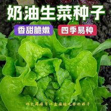 奶油生菜种籽 四季播种 秋冬季农家田园阳台种菜沙拉专用蔬菜种子