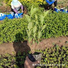 �t�����\��������С��ľ�������l ������ľɽ�|���� ��·���@�G��