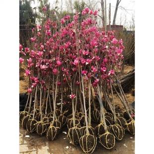 ���m���������ͥԺ�t���m�����m�������ԾG�������L�����羰�^��