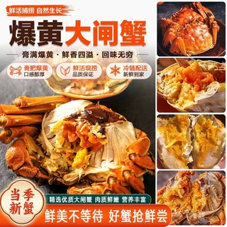 现捕现发江苏大闸蟹鲜活螃蟹整箱大公蟹母蟹河蟹冷链团购批发包邮