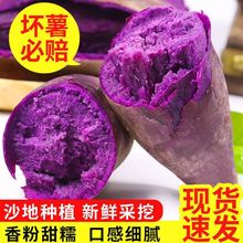 紫薯现挖现发农家新鲜紫心板栗红薯新鲜生态番薯地瓜2/5/10斤代发