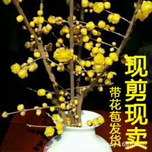 ѩ����֦��ľ�괺�ɻ�֦÷�����D÷������ˮ�_ˮ���r���҃Ȼ���